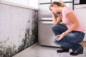 Professional Mold Remediation in Langdon, ND